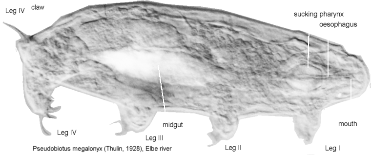 Pseudobiotus megalonyx 